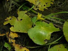 Nymphoides thunbergiana