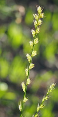 Lolium multiflorum