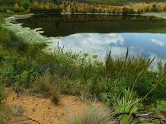 Nymphoides thunbergiana