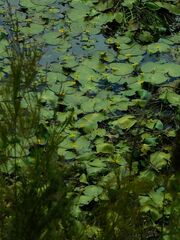 Nymphoides thunbergiana