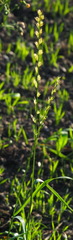 Lolium multiflorum