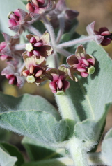 Asclepias californica