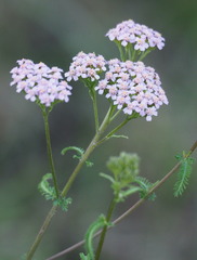 Achillea