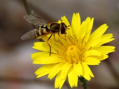 Syrphini