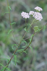 Achillea
