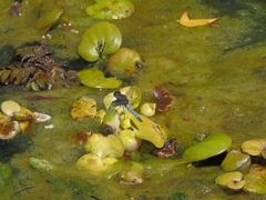 Erythrodiplax connata