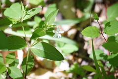 Stellaria pubera