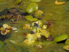 Erythrodiplax connata