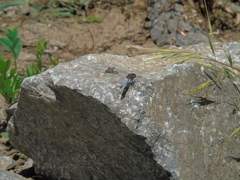 Erythrodiplax connata