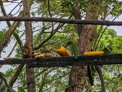 Aulacorhynchus prasinus