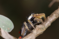 Phidippus arizonensis