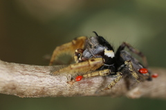 Phidippus arizonensis