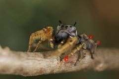 Phidippus arizonensis