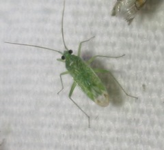 Orthotylinae