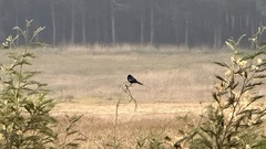 Hirundo atrocaerulea