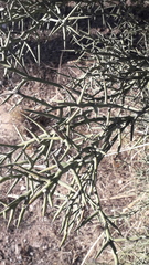 Koeberlinia spinosa