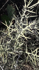 Koeberlinia spinosa