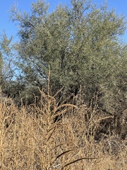 Prosopis juliflora
