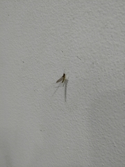 Ephemeroptera