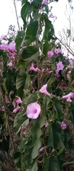 Ipomoea
