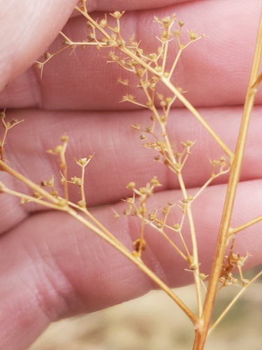 Dysphania incisa