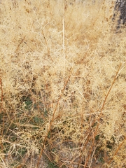 Dysphania incisa, photograph Craig Martin, CC0, iNaturalist via GBIF