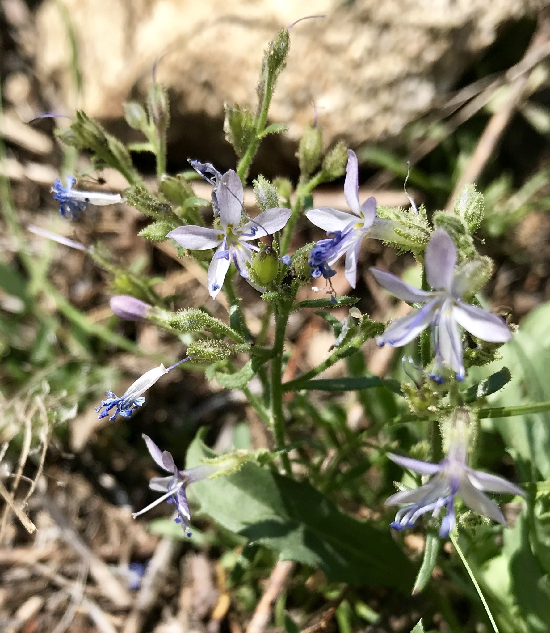 Aliciella pinnatifida