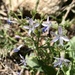 Sticky Gilia - Photo (c) Fraser Watson, some rights reserved (CC BY-NC), uploaded by Fraser Watson