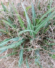 Launaea lanifera