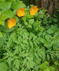 Papaver cambricum