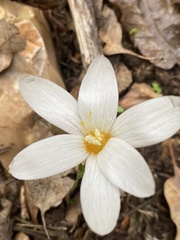 Crocus ochroleucus