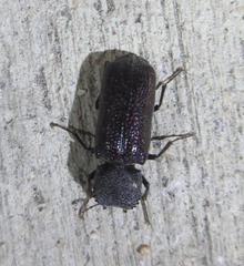Apatides fortis