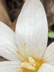 Crocus ochroleucus