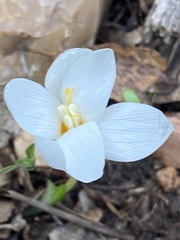 Crocus ochroleucus