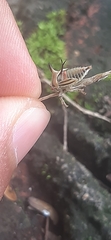 Umbonia