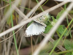 Heliopetes omrina