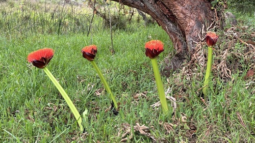 Scadoxus puniceus image