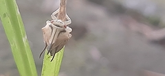 Umbonia