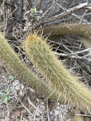 Bergerocactus emoryi