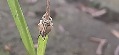 Umbonia
