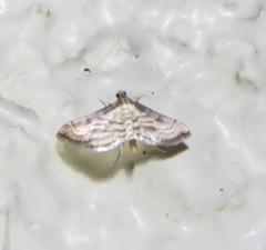 Marasmia