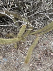 Bergerocactus emoryi