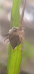 Umbonia