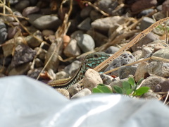 Aspidoscelis lineattissimus