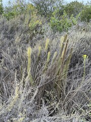 Bergerocactus emoryi