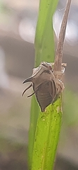 Umbonia