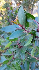 Arbutus tessellata