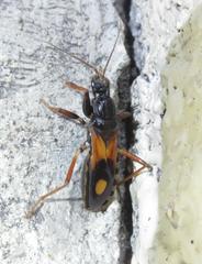Rasahus biguttatus