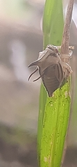 Umbonia