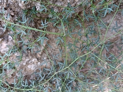 Fagonia cretica